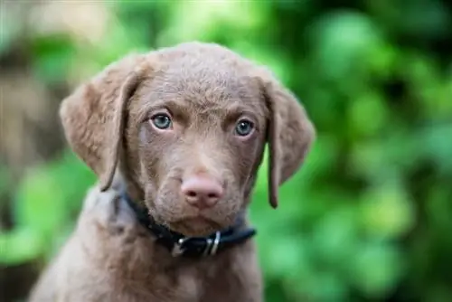 Catelul Chesapeake Bay Retriever