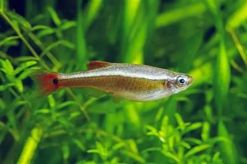 ነጭ ደመና ተራራ minnows