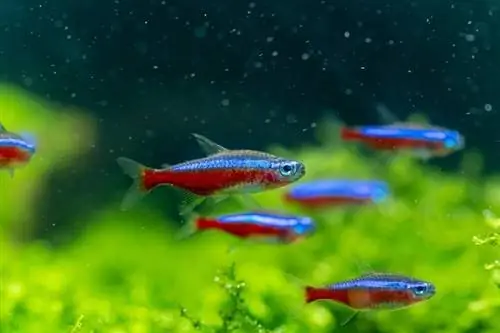 cardenal tetra