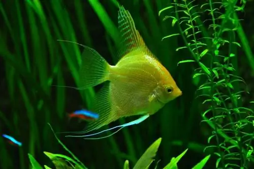 angelfish dalam akuarium