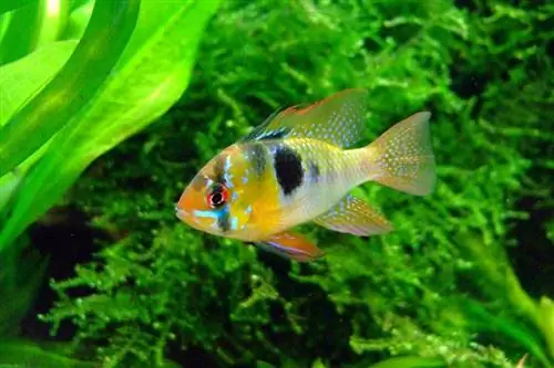 cichlid dalam akuarium air tawar