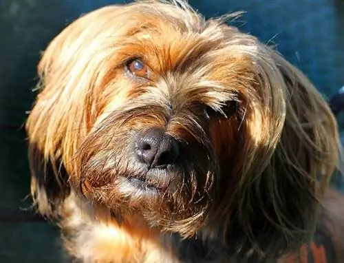 caniche Coonhound gos barreja negre coonoodle