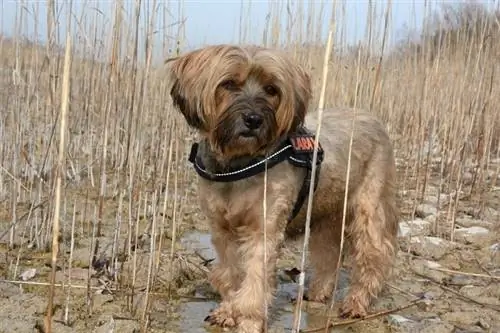 barreja de caniche coonhound