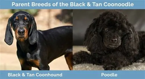 Föräldraraser av Black & Tan Coonoodle