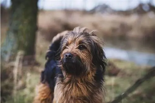 Black and Tan Coonoodle