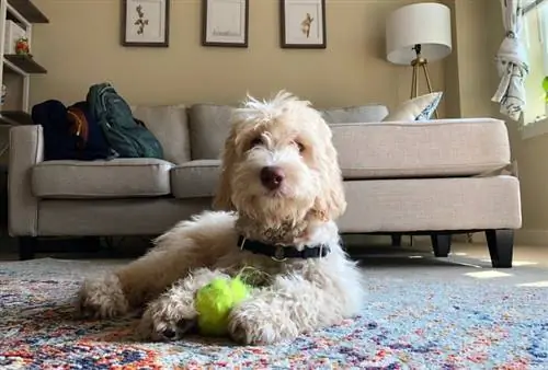 labradoodle tergeletak di atas karpet