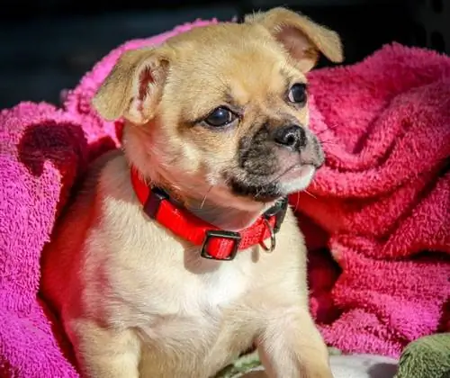 Chug Dog (Chihuahua & Pug Mix): info, bilder, fakta, trekk