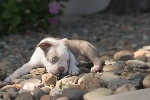 Fliederfarbener Boston-Terrier-Welpe auf Felsen im Hinterhof mit grünen Augen