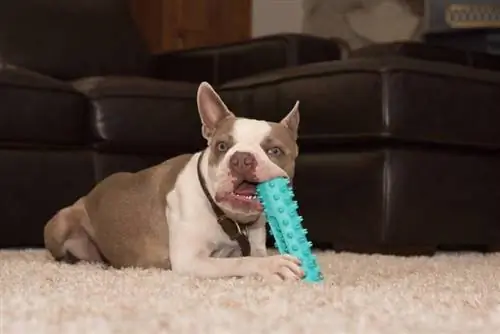 adorable chien boston terrier lilas avec jouet à l'intérieur de la maison