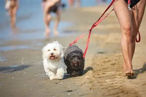 dalawang havanese na aso na naglalakad sa dalampasigan