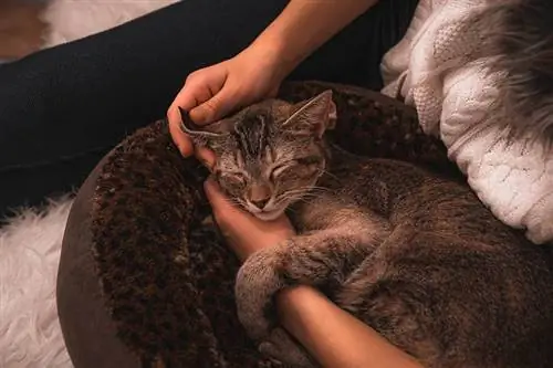 Kucing tidur dengan seorang wanita