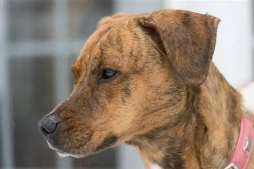 BT Walker (Boxer & Treeing Walker Coonhound Mix): Tietoja, kuvia, faktoja