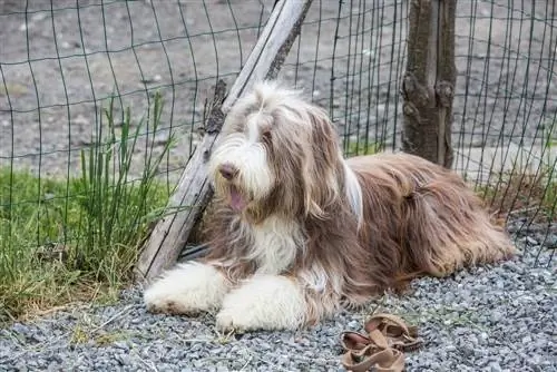 Bouvier des Flandres płowy