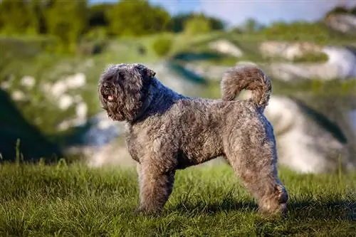 Bouvier des Flandres: Obrázky, vlastnosti & Fakty