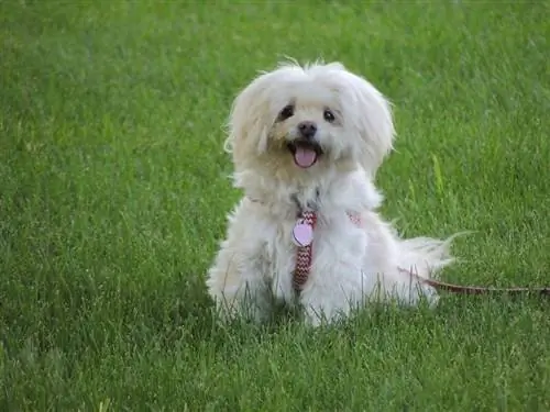 Μικτός σκύλος Coton Schnauzer