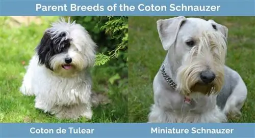 Μητρικές φυλές του Coton Schnauzer