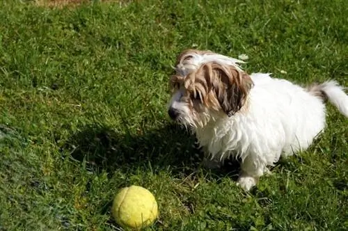 coton de tulear pixabay