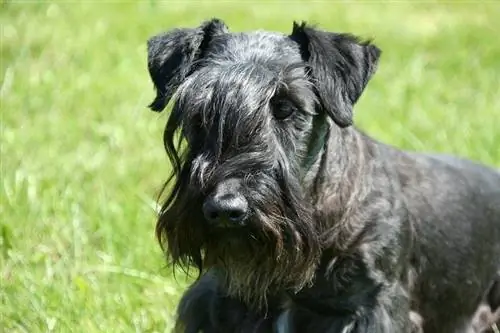 Swart Cesky Terrier