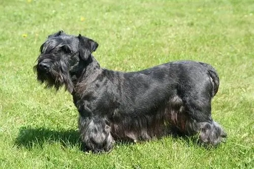 Cesky Terrier hund