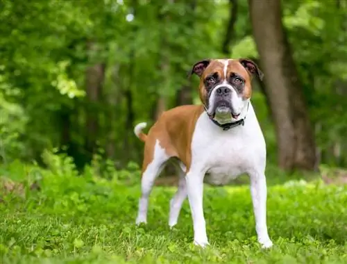 Bulloxer (Boxer & American Bulldog Mix): informații, imagini, trăsături & fapte