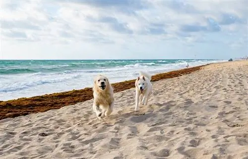 Qentë që vrapojnë në plazhin e Floridës