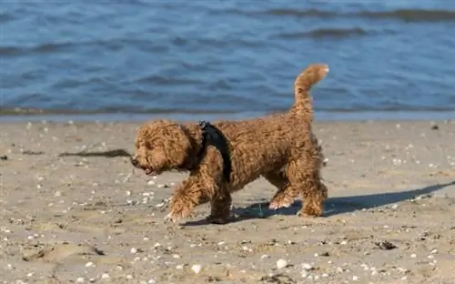 anjing M altipoo betina berwarna coklat berjalan di pantai