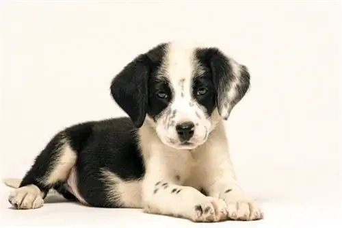 Bodacion (Border Collie & dalmatinski mješanac): informacije, slike, osobine