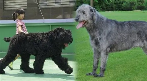 Terrier de perro lobo ruso negro