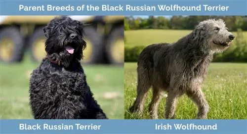 Qara Rus Wolfhound Teryerinin ana cinsləri