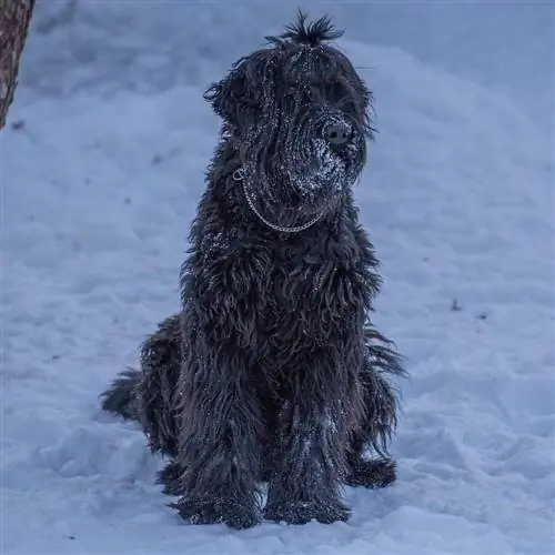 Terrier de perro lobo ruso negro