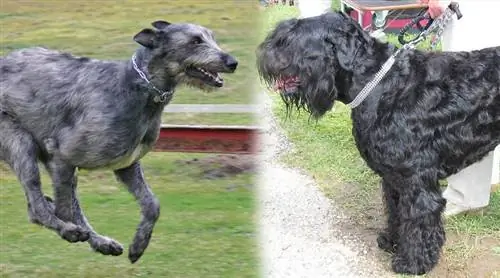 3 - Races parentales du Black Russian Wolfhound Terrier