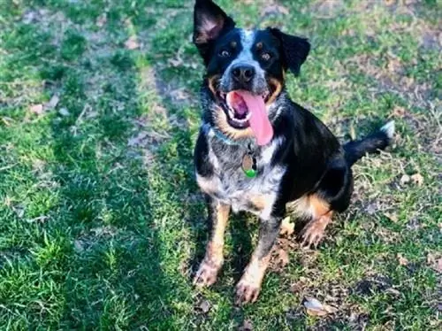 Razza di cane misto bernese bovino