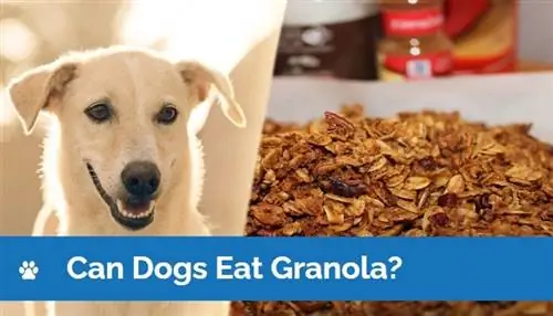 Kan hunder spise granola? Veterinær vurderte fordeler, ulemper & tips