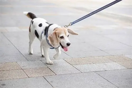 Beagle Dalmatische puppy van gemengd ras