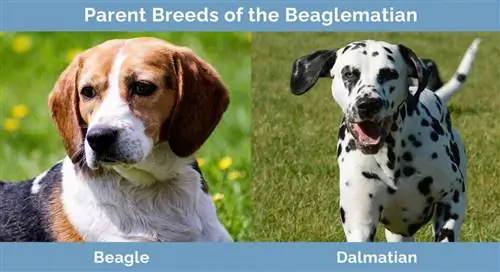 Races progenitores de Beaglematian