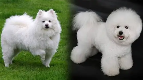 American Eskimo & Bichon Frize Mix: Πληροφορίες, Εικόνες, Χαρακτηριστικά και Γεγονότα