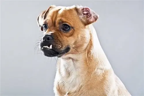 Muggin Dog (Pug & Miniature Pinscher Mix) መረጃ፣ ሥዕሎች፣ እውነታዎች