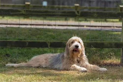 Otterhound v poli u plotu