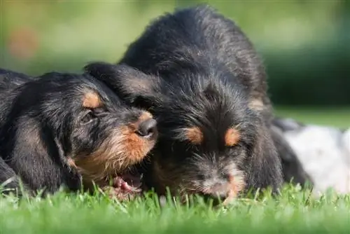 ikki otterhound kuchukcha o'ynamoqda