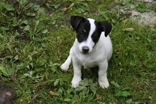 Smooth Fox Terrier kiskutya