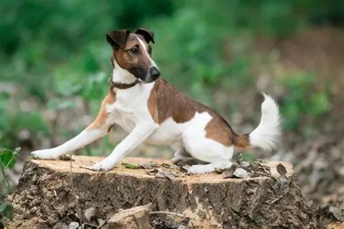 Sima foxterrier hever egy csonkon a parkban_elena valenbaya_shutterstock