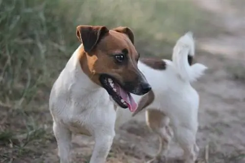 sima foxterrier mosolyogva