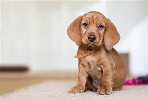 Basset Fauve de Bretagne valp