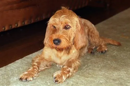 Cão de raça Basset Fauve de Bretagne_Paul Steven_Shutterstock