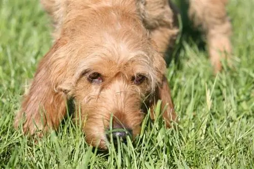 Basset Fauve de Bretagne_Svetlana Valoueva_Shutterstock