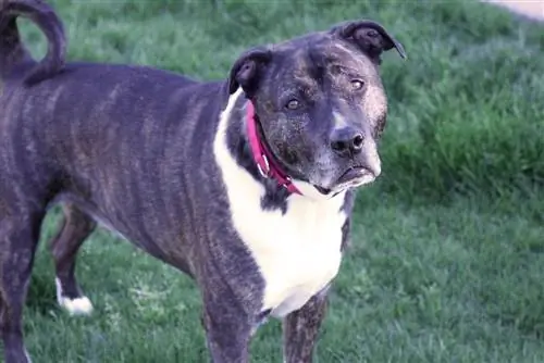 Masti-Bull American Bulldog and Mastiff Mix