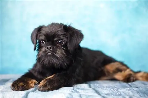 Affenriffon (Affenpinscher & Brussels Griffon Mix): Maklumat, Gambar, Ciri