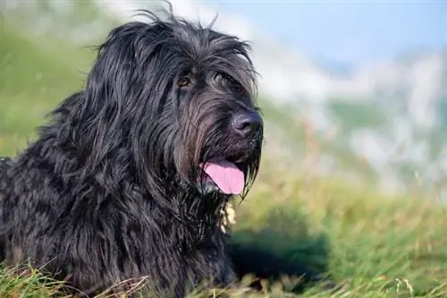 Bergamasker Hund ruht auf einer Wiese