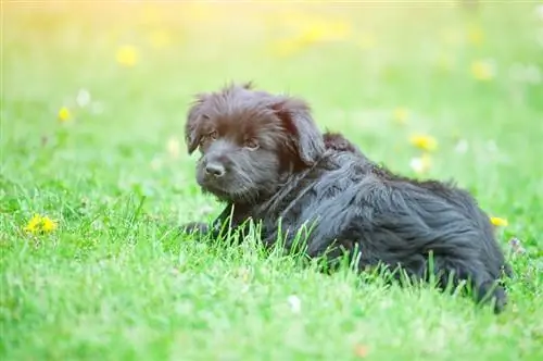 Bergamasco kutsikas heinamaal