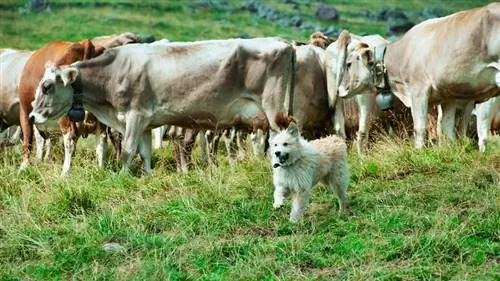 Bergamascohund efter att ha samlat en flock kor